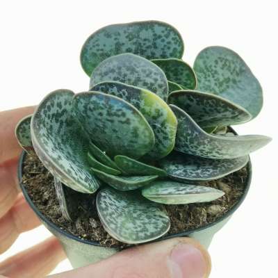 Adromischus rupicola f. variegata