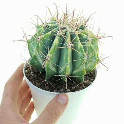 Ferocactus horridus f. variegata