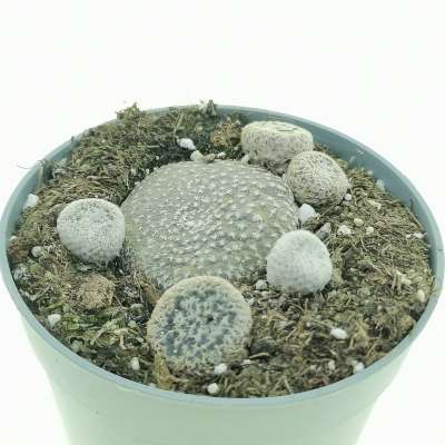 Puna clavarioides - Giromagi