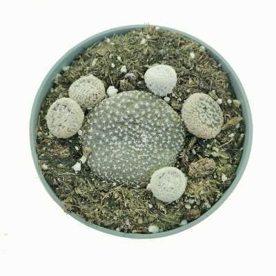 Puna clavarioides - Giromagi