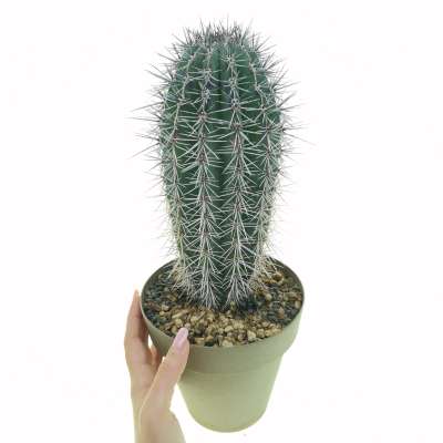 Pachycereus pringlei - Giromagi
