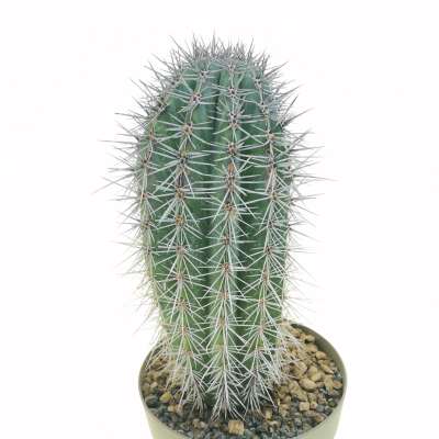 Pachycereus pringlei - Giromagi