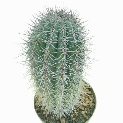 Pachycereus pringlei - Giromagi