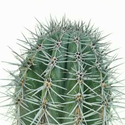 Pachycereus pringlei - Giromagi