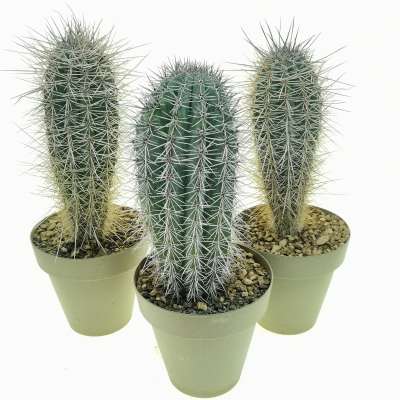 Pachycereus pringlei - Giromagi