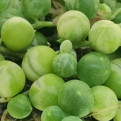 Senecio rowleyanus f. variegata (Pianta del rosario) - Giromagi