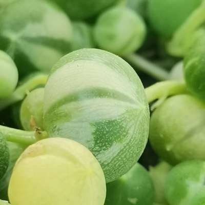 Senecio rowleyanus f. variegata (Pianta del rosario) - Giromagi