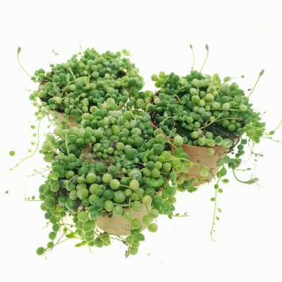 Senecio rowleyanus f. variegata (Pianta del rosario) - Giromagi