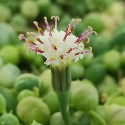 Senecio rowleyanus f. variegata (Pianta del rosario) - Giromagi