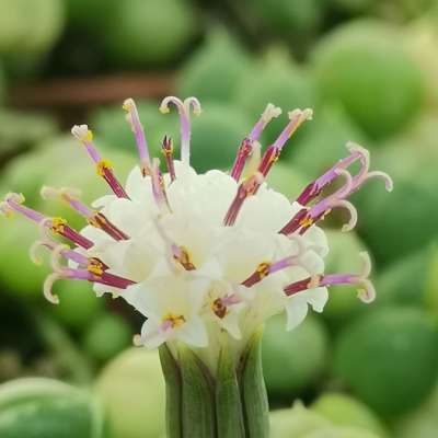 Senecio rowleyanus f. variegata (Pianta del rosario) - Giromagi