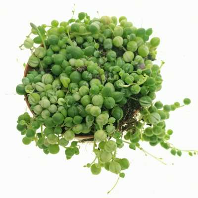 Senecio rowleyanus f. variegata (Pianta del rosario) - Giromagi
