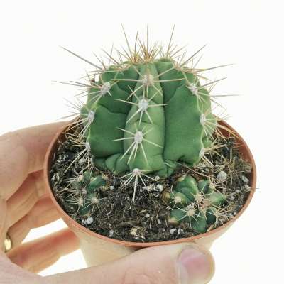 Gymnocalycium paediophilum
