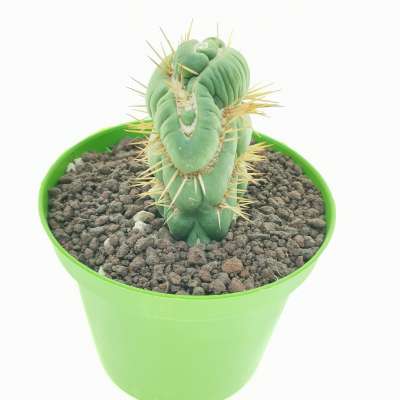 Eulychnia castanea cv. varispiralis f. crestata - Giromagi