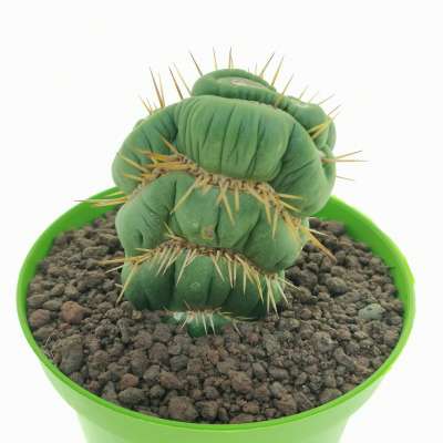 Eulychnia castanea cv. varispiralis f. crestata - Giromagi