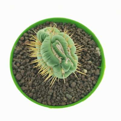 Eulychnia castanea cv. varispiralis f. crestata - Giromagi
