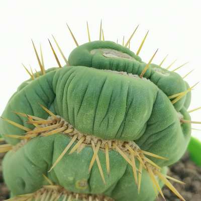 Eulychnia castanea cv. varispiralis f. crestata - Giromagi