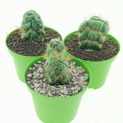 Eulychnia castanea cv. varispiralis f. crestata - Giromagi