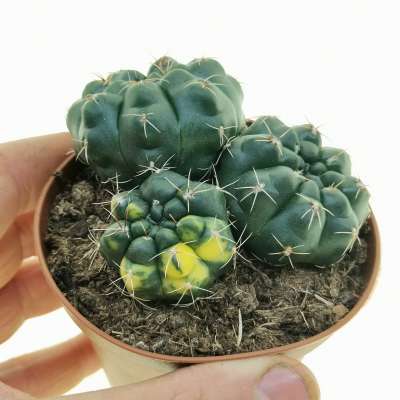 Gymnocalycium baldianum f. variegata