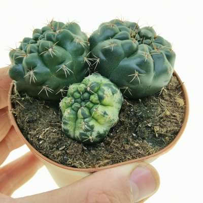 Gymnocalycium baldianum f. variegata