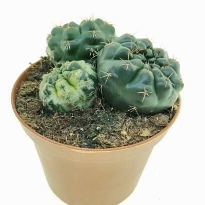 Gymnocalycium baldianum f. variegata - Giromagi
