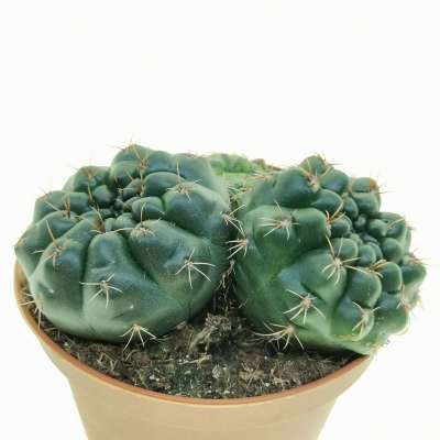 Gymnocalycium baldianum f. variegata - Giromagi