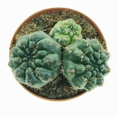 Gymnocalycium baldianum f. variegata - Giromagi