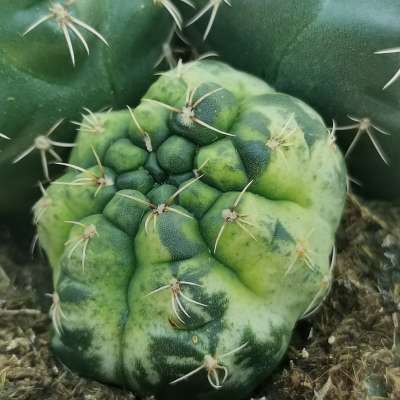 Gymnocalycium baldianum f. variegata - Giromagi