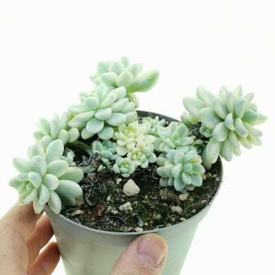 Sedum clavatum f. variegata