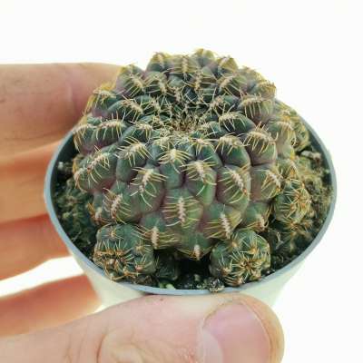 Sulcorebutia rauschii f. aureispina