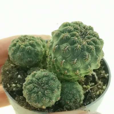 Sulcorebutia pasopayana