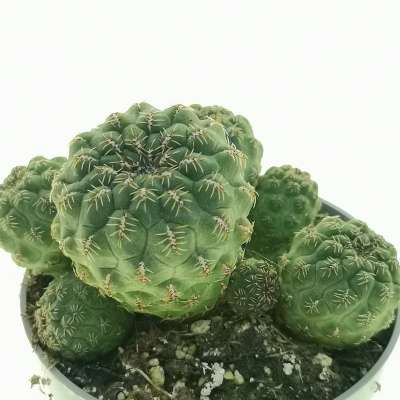 Sulcorebutia pasopayana - Giromagi