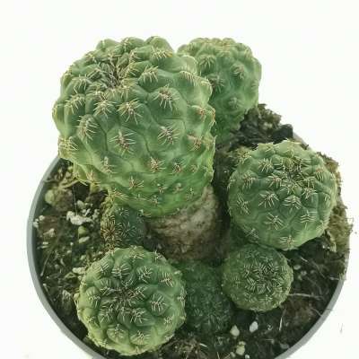 Sulcorebutia pasopayana - Giromagi
