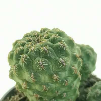 Sulcorebutia pasopayana - Giromagi