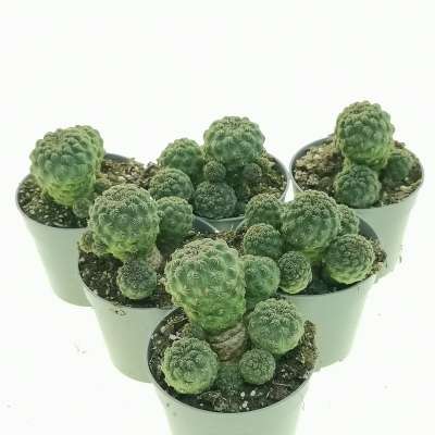 Sulcorebutia pasopayana - Giromagi