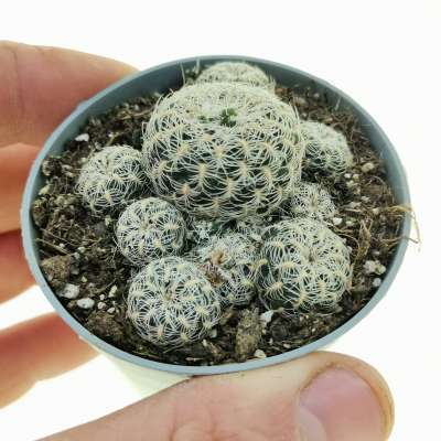Sulcorebutia albissima