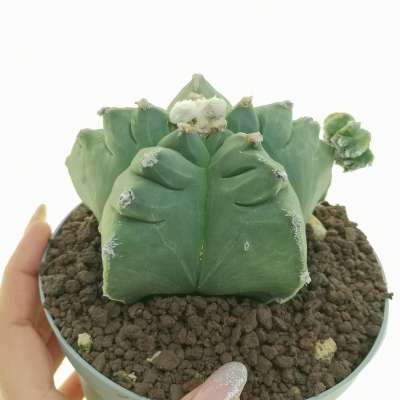 Astrophytum myriostigma cv. Kikko var. nudum f. prolifera