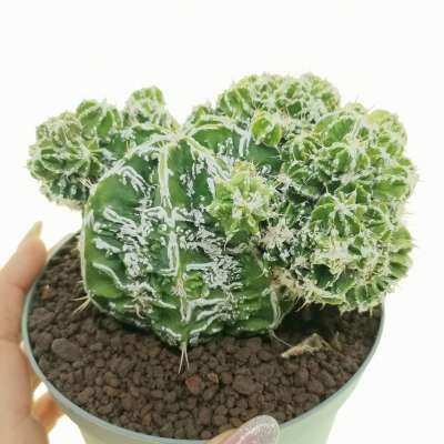 Astrophytum ornatum cv. Fukuryu Hania f. prolifera