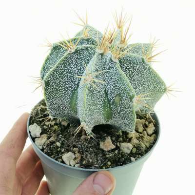 Astrophytum ornatum
