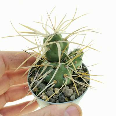 Maihueniopsis platyacantha