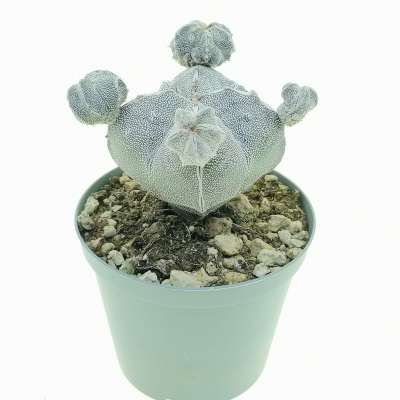 Astrophytum myriostigma cv. Onzuka quadricostatum f. prolifera - Giromagi