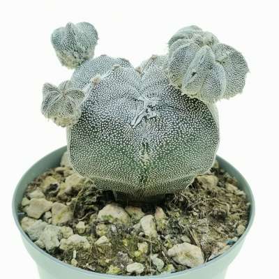 Astrophytum myriostigma cv. Onzuka quadricostatum f. prolifera - Giromagi
