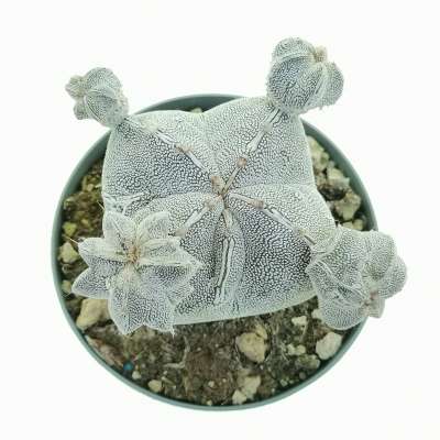 Astrophytum myriostigma cv. Onzuka quadricostatum f. prolifera - Giromagi