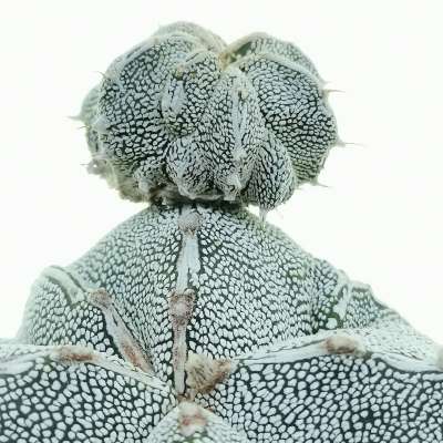 Astrophytum myriostigma cv. Onzuka quadricostatum f. prolifera - Giromagi
