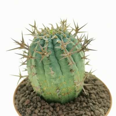 Euphorbia stellispina - Giromagi