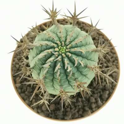 Euphorbia stellispina - Giromagi