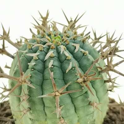 Euphorbia stellispina - Giromagi
