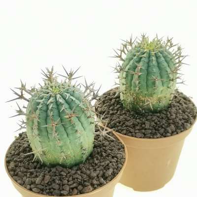 Euphorbia stellispina - Giromagi