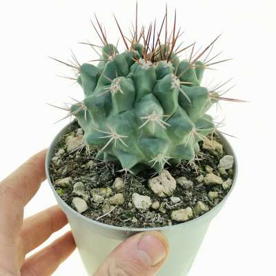 Thelocactus rinconensis