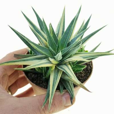 Haworthia herbacea f. variegata