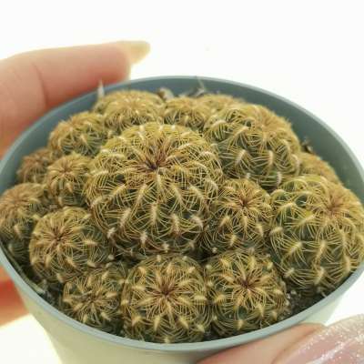 Sulcorebutia tiraquensis var. augustinii